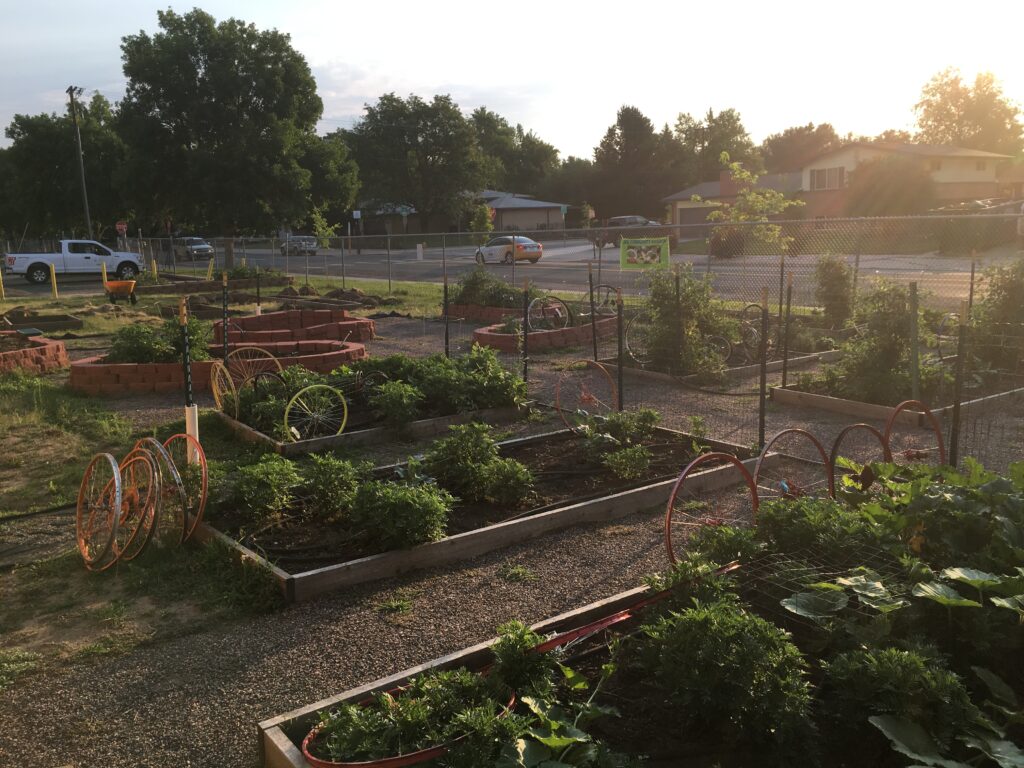 Early morning in the garden at Kennedy HS.