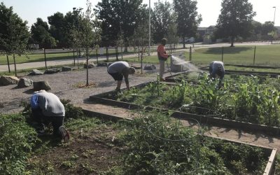 Denver Public Schools Gardens Grow Produce for our Community
