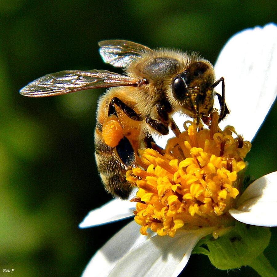 Honey Bee, Summer 2019