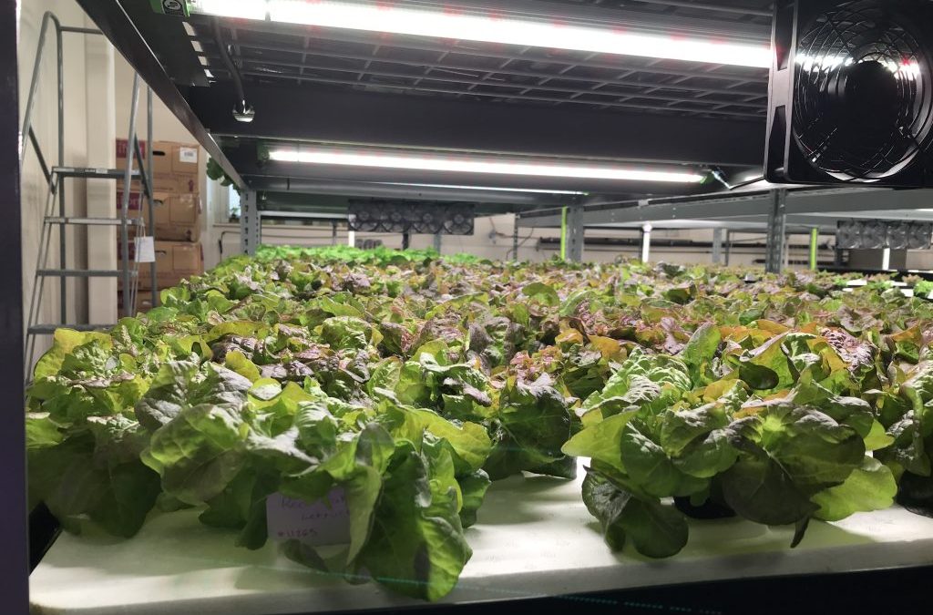 Bruce Randolph pilots Agricultural Career Pathway with new Hydroponic Farm