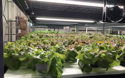 Bruce Randolph pilots Agricultural Career Pathway with new Hydroponic Farm