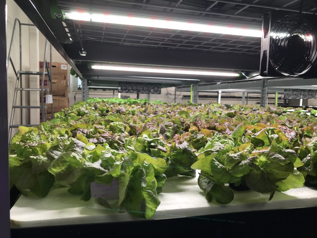 The new hydroponic farm at Bruce Randolph HS