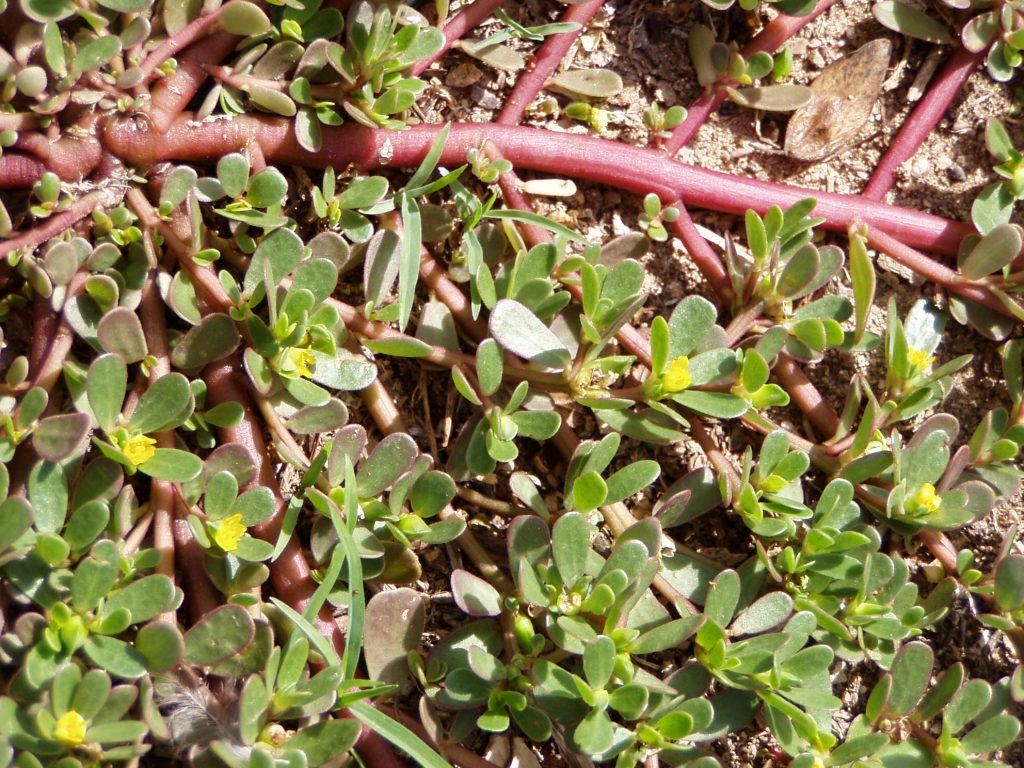 Purslane portulaca oleracea