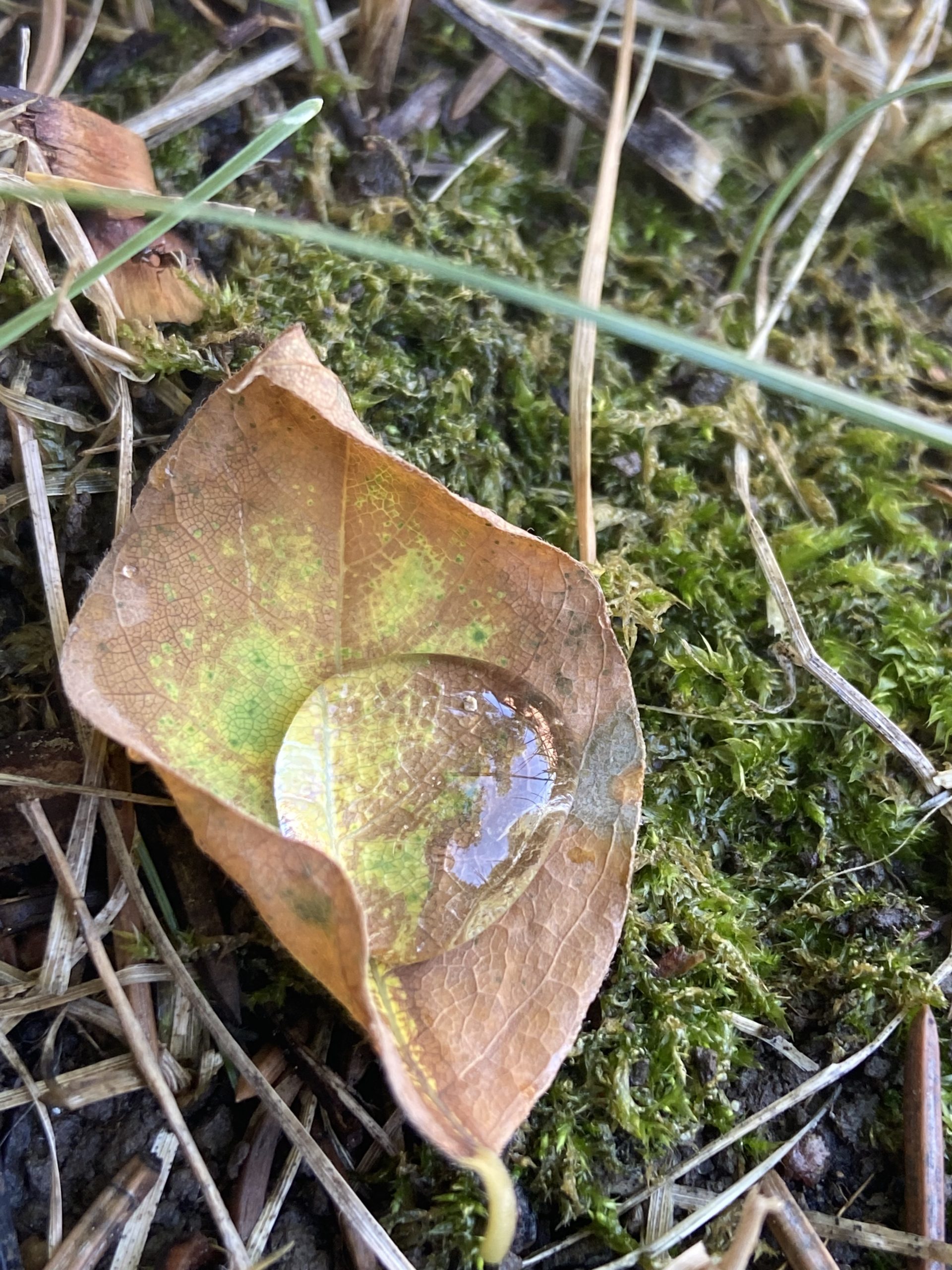 Water droplet on leaf