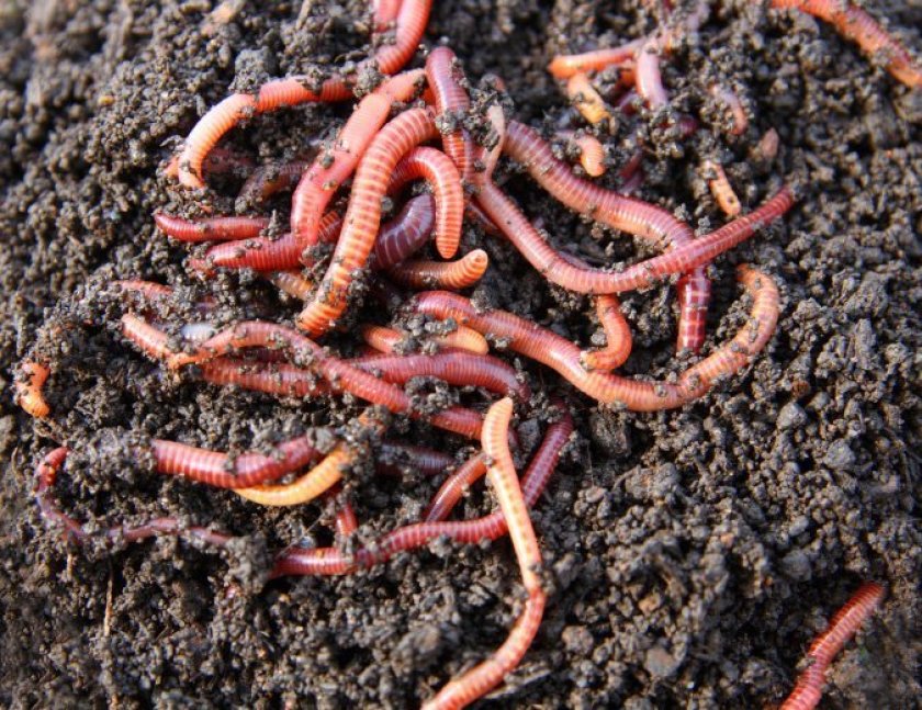 Worm Composting